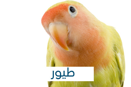 طيور