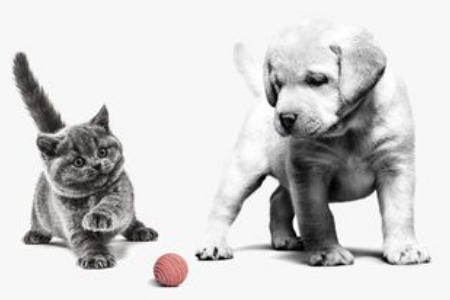 Alrefai Pet Shop