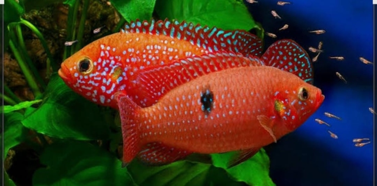 ريد جويل لونغ بدي (Red Jewel Long body)