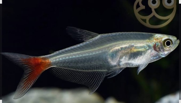 تترا ريد تيل 