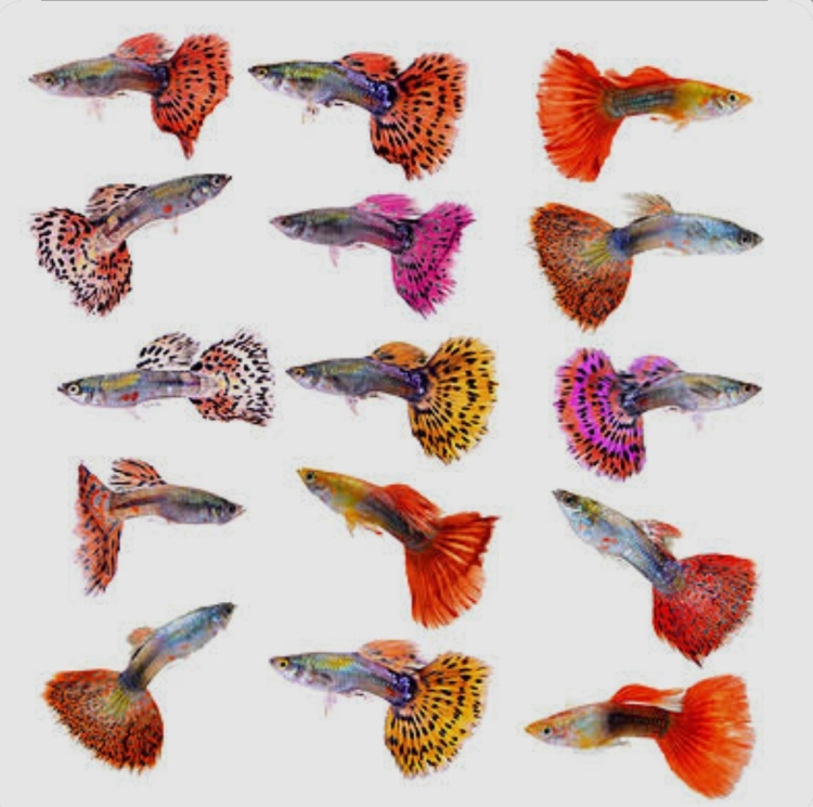 جوبي بألوان رائعة