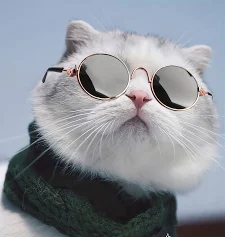 Pet Sunglasses