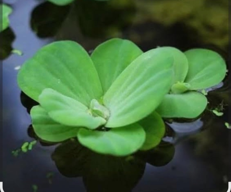 نبات طافي جذوره تمتص الأمونيا