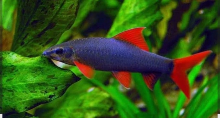 ريد تيل ريمبو