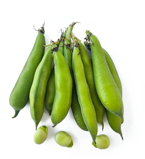 فول اخضر-محلي