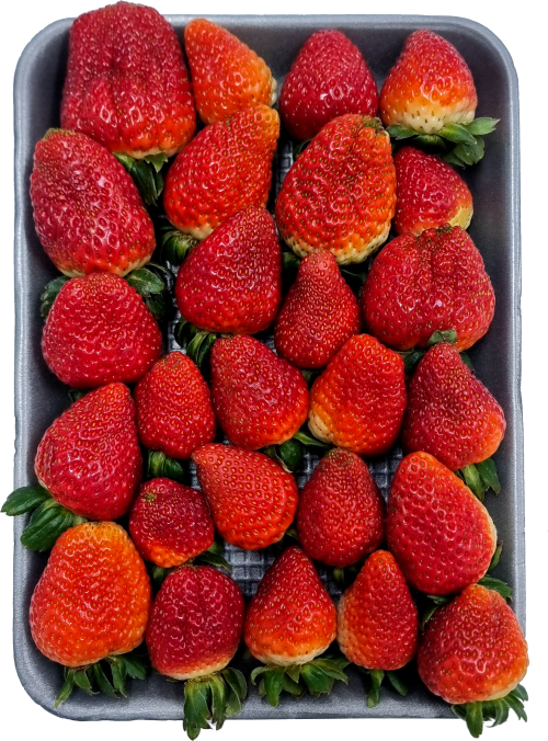 فراولة - محلي