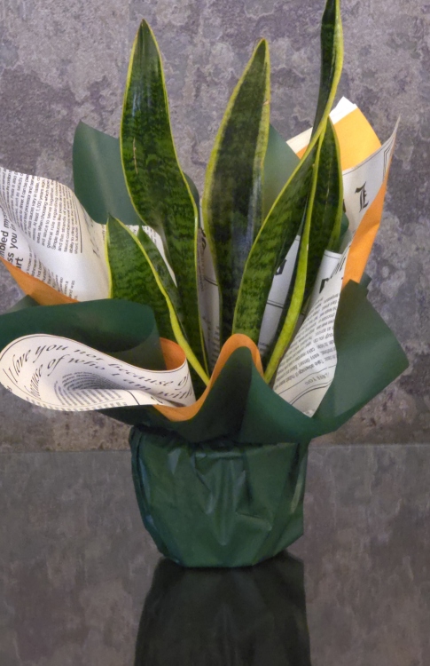 نبتة جلد النمر(سينسيفيرا) 30-40 سم