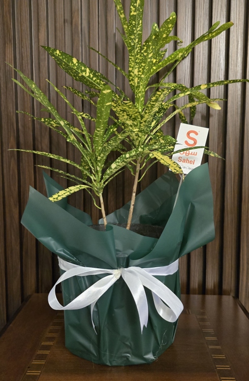 نبتتة غبار الذهب 35-45 سم قوار بلاستيك