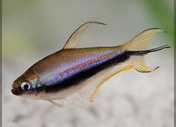 إمبراطور تترا فش