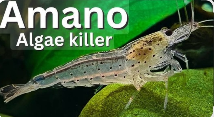 أمانو شريمب آكل الطحالب 