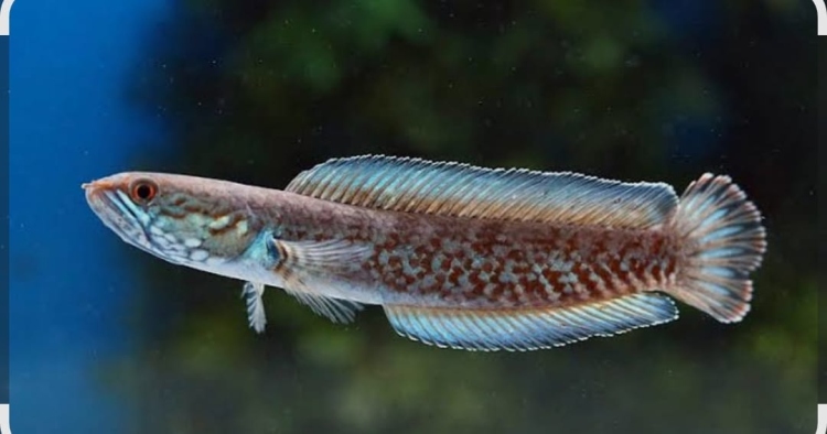 سنيك هِد فِش