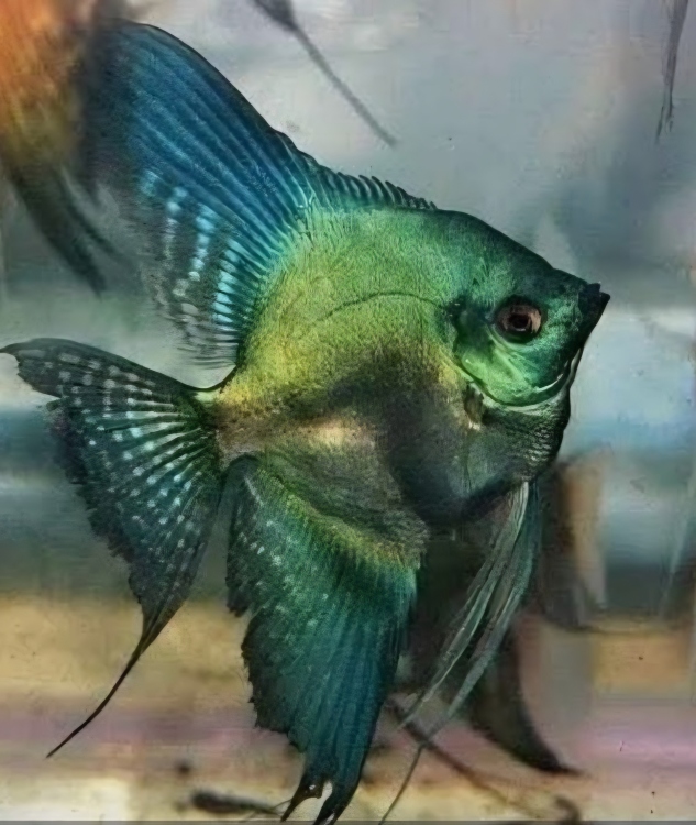 أفاتار آنجل فِش (5cm)