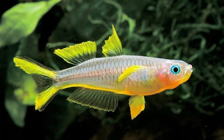 ريمبو فوركتيل(3cm)