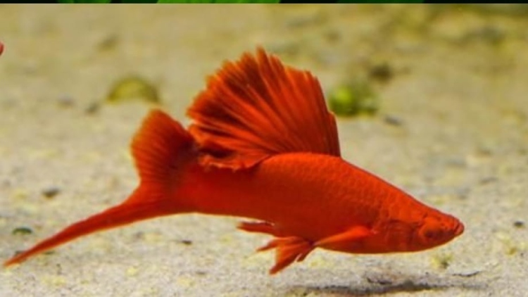 كمترا فش (طفرة) 