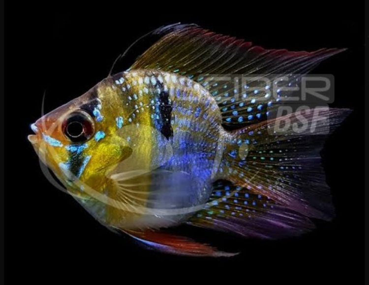 رمريزي جيرمن بالون