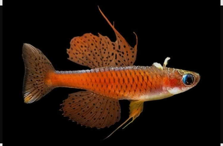 ريد فاير ريمبو