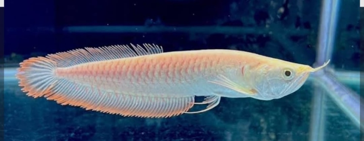 الألبينو أروانا