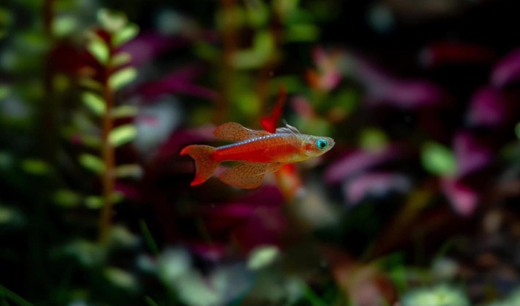 ريد فاير ريمبو