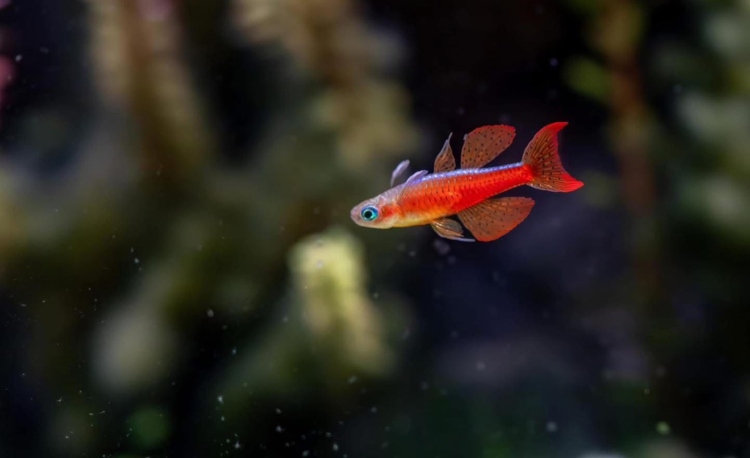 ريد فاير ريمبو