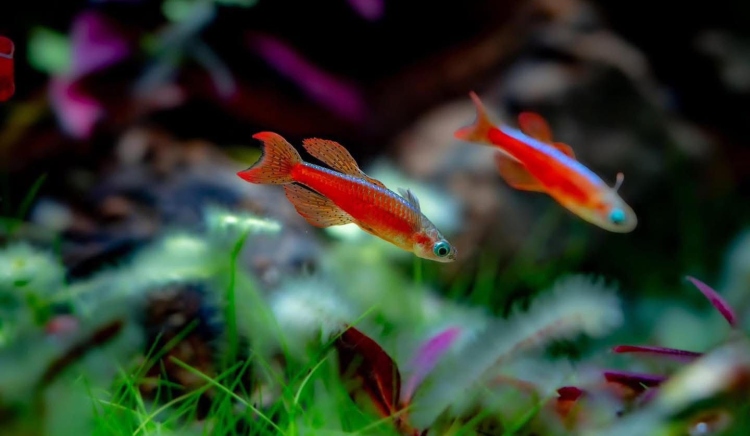 ريد فاير ريمبو