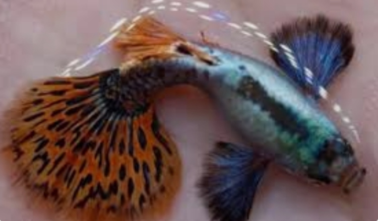 جوبي اذن الفيل (نوادر)