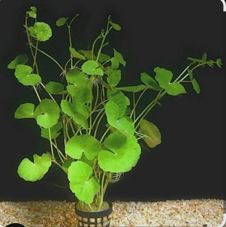 اللوتس الأخضر