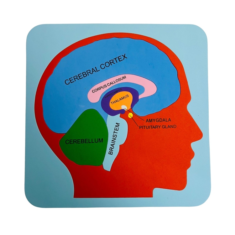 هيكل فلين تشريح أجزاء الدماغ انجليزي 