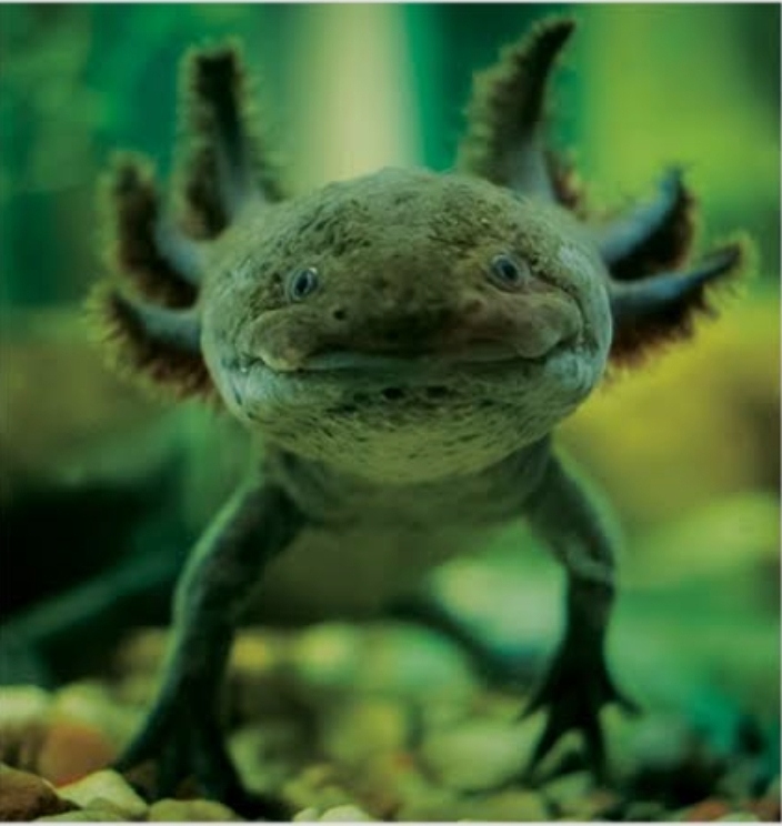 سلمندر  ألون اخضر زيتي حجم كبير 