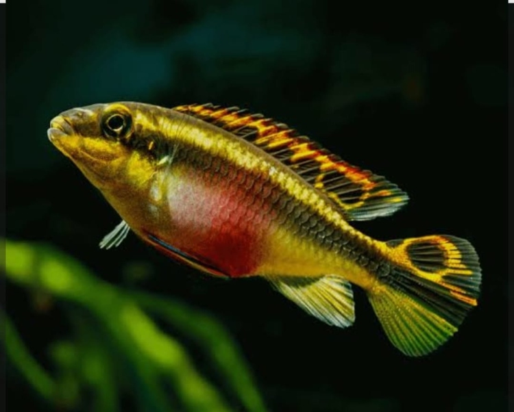 كريبنسيس (سيكلد مُقزّم) يعيش مع الاسماك الأليفة 