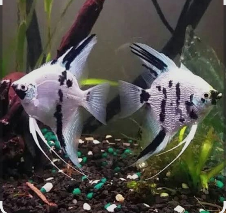 باندا آنجل حجم وسط