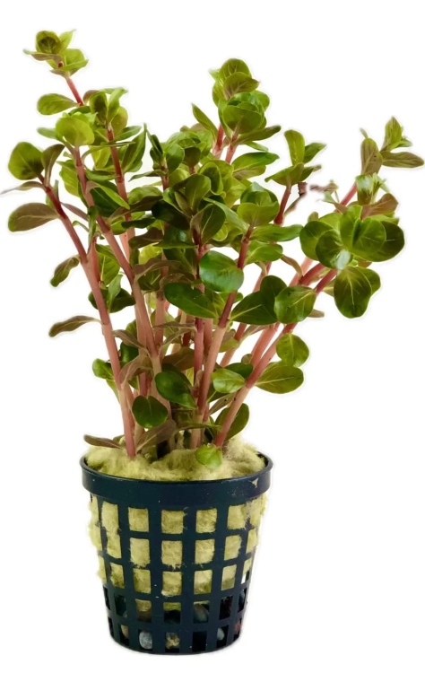 روتالا روتانديفوليا