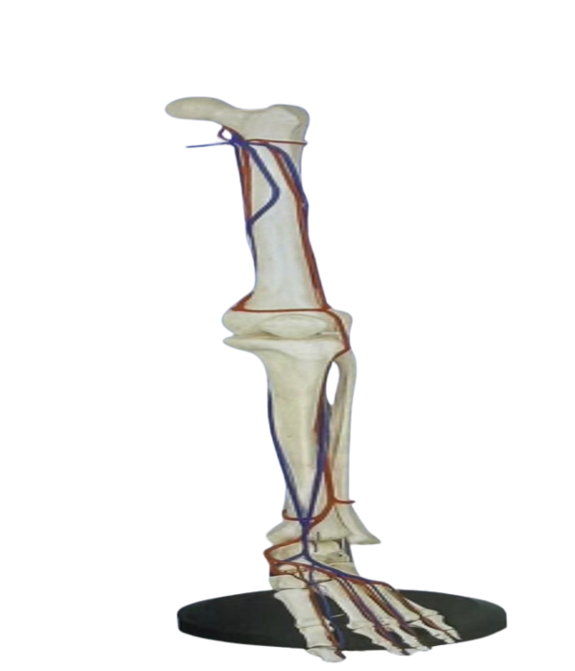 نموذج هيكل عظمي لساق انسان