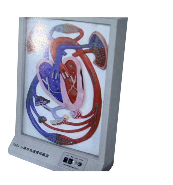 نموذج لنبض والدورة الدموية