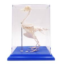 هيكل عظمي دجاجه