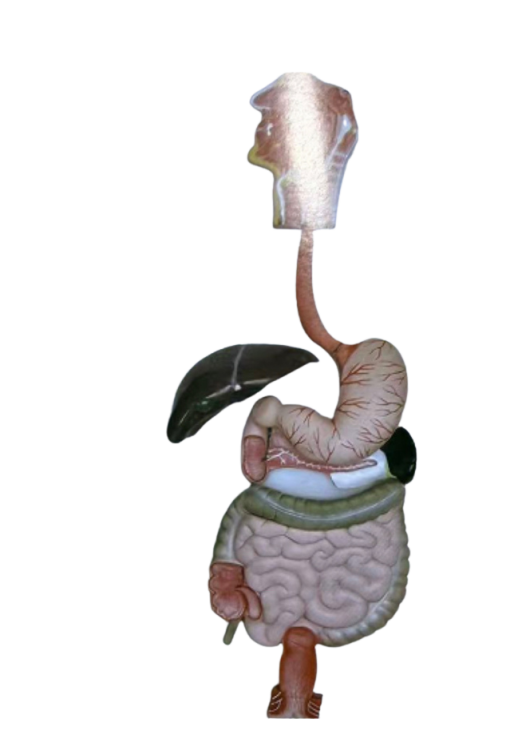 مجسم الجهاز الهضمي