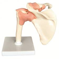 نموذج لمفصل الكتف البشري