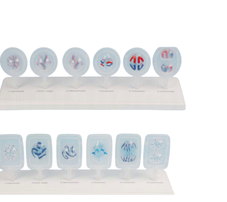 مراحل انقسام الخلايا الحيوانية