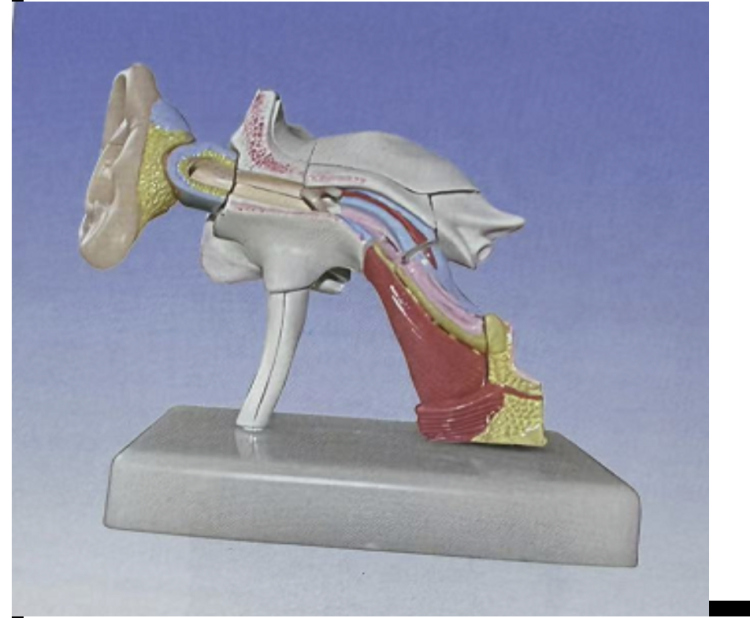 نموذج تشريحي لاذن بشرية