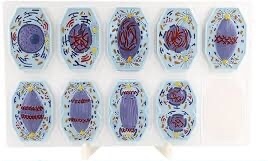 نموذح لمراحل الانقسام المتساوي في الخلية الحيوانية