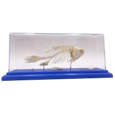 هيكل عظمي سمكه