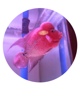 مضاد حيوي فعال 