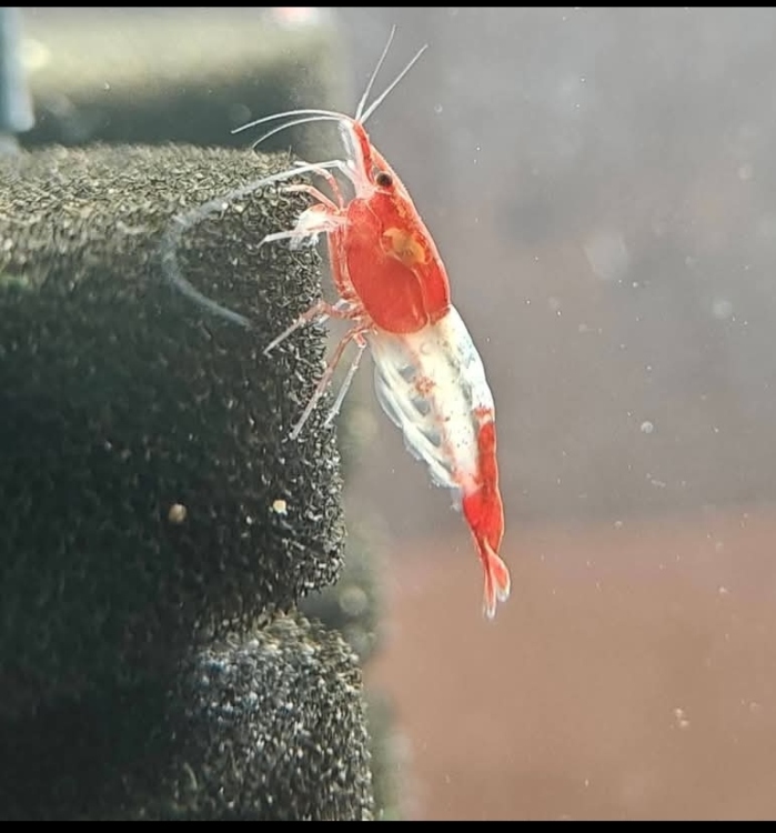 شرمب متعدد الألوان