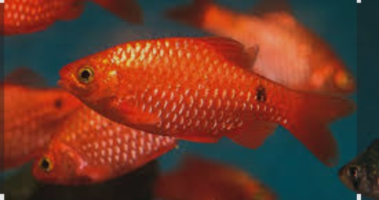 روزي تترا.... حجم جامبو 