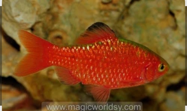 روزي تترا.... حجم جامبو 