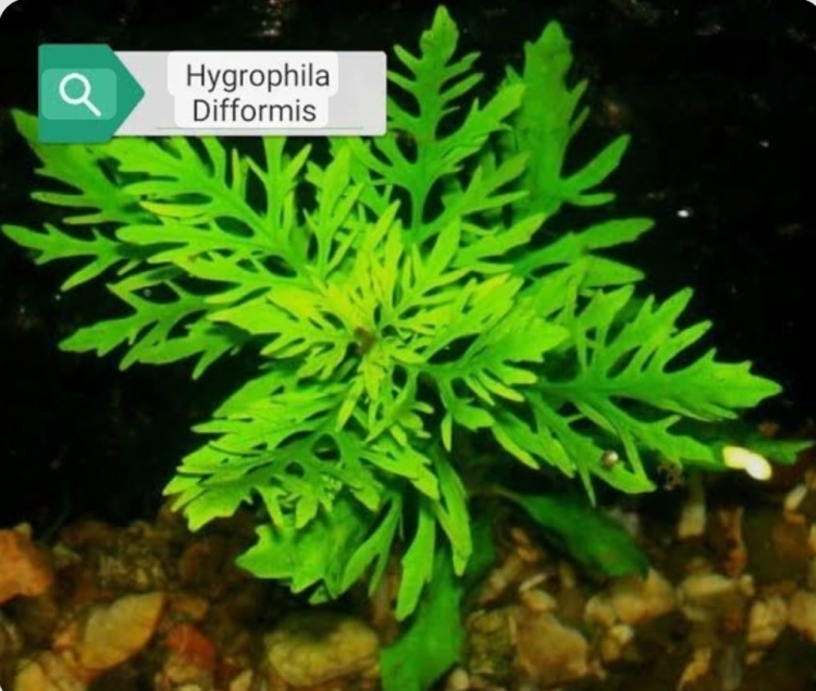 Hygrophila Difformis( الوستيريا )