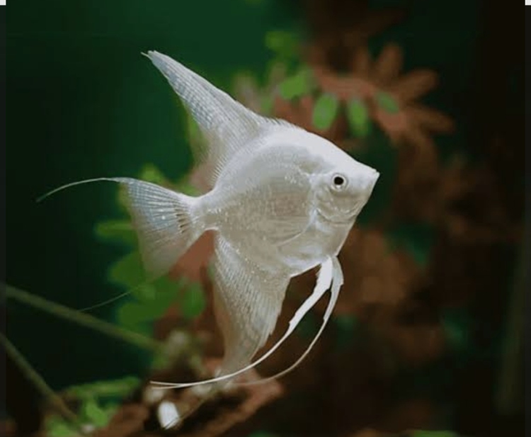 أنجل أبيض حجم كبير