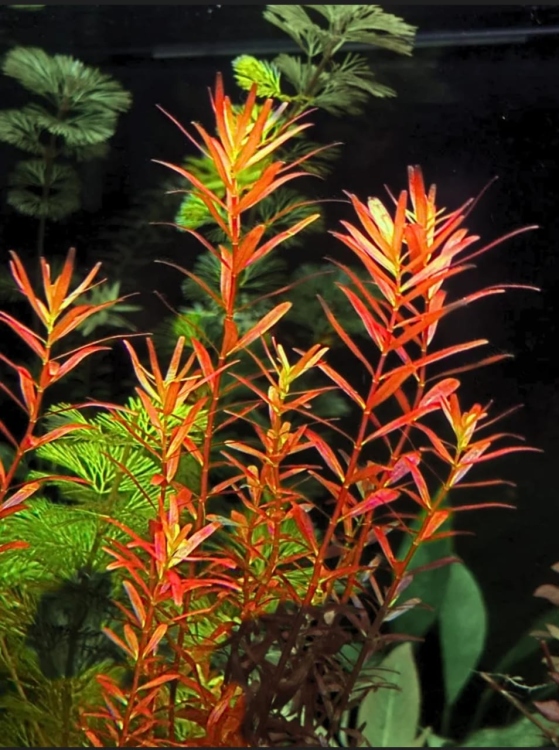 روتالا أورنج (Rotala Orange)