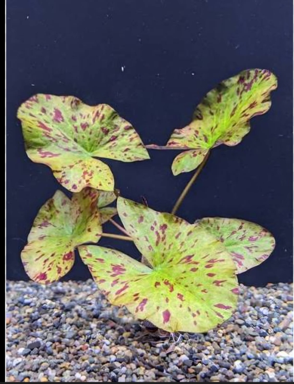 تايجر لوتس (Tiger Lotus)