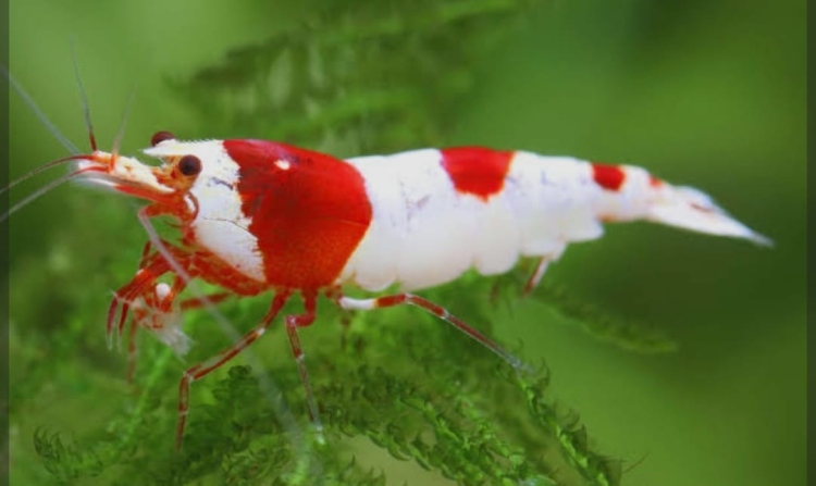 الروبيان الأحمر النحلي (Red Bee Shrimp)