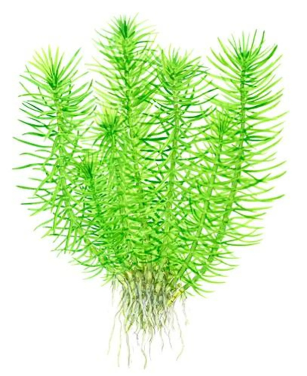 هيدريلا من النبات المقزم 